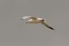 Ring-billed Gull at Rossi's Ice Cream, Westcliff (Pete Livermore) (17769 bytes)